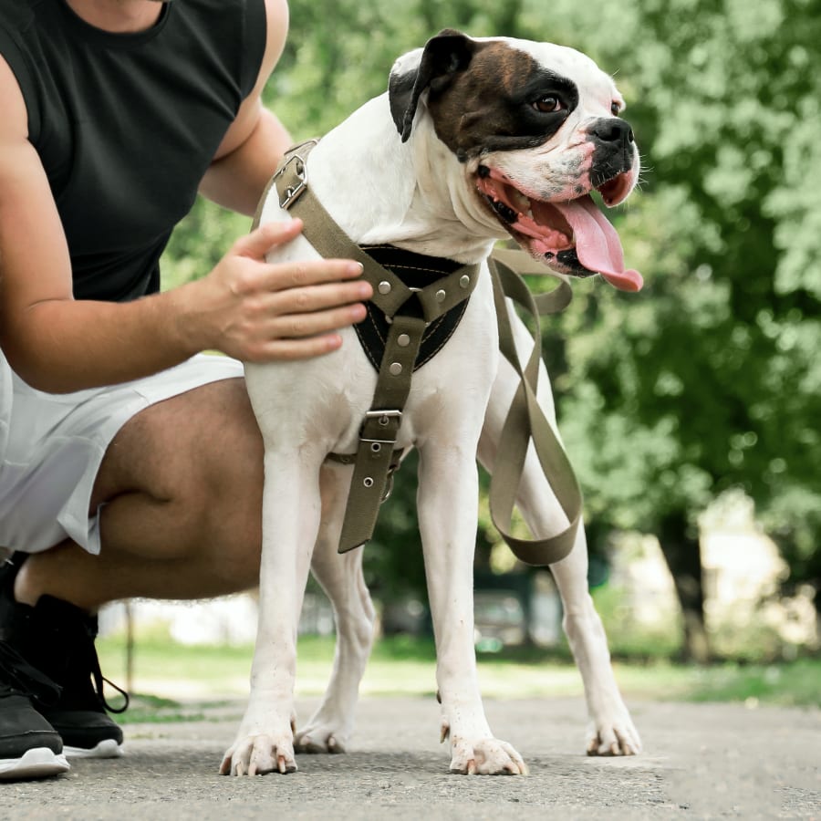 The Animal Medical Center of Fort Oglethorpe in Fort Oglethorpe