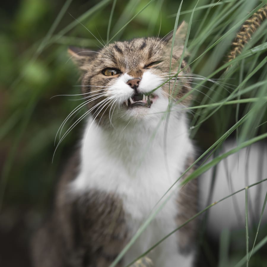 Medical Boarding for Cats & Dogs, Fort Oglethorpe Vet