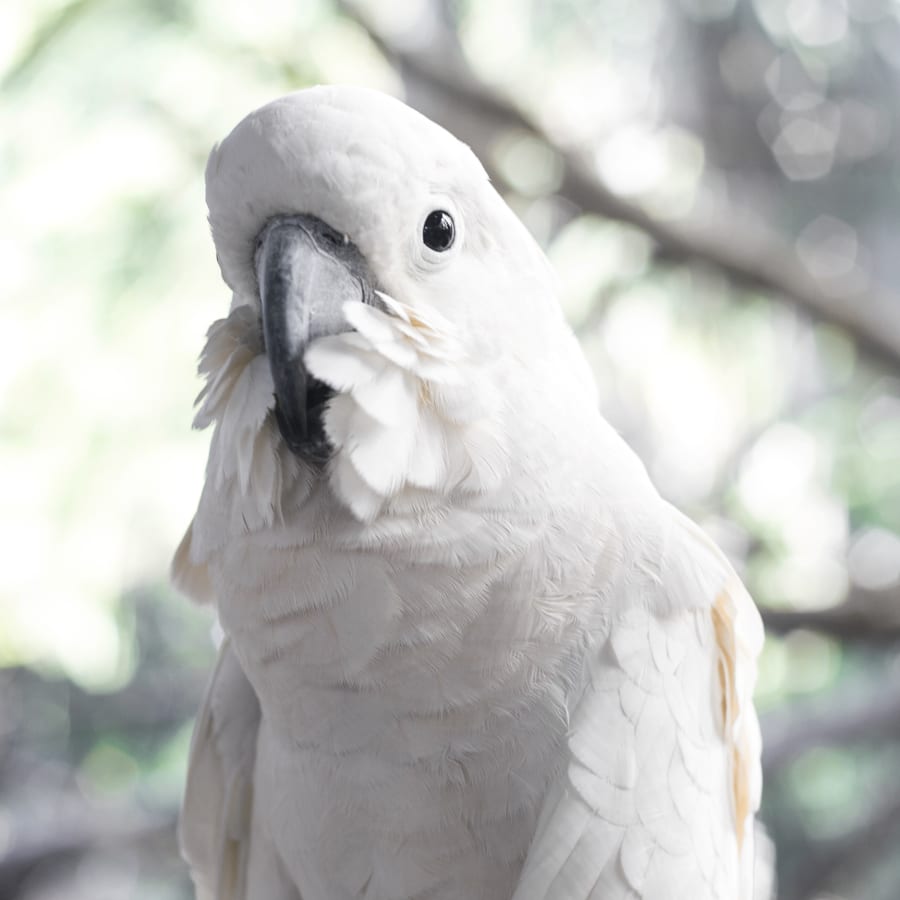 Avian & Exotic Pet Services, Fort Oglethorpe Veterinarians