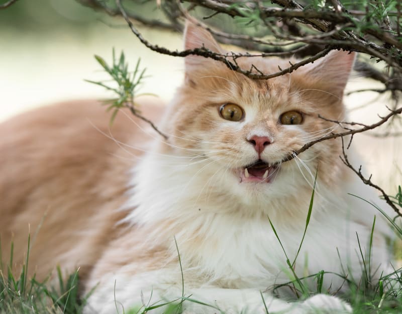 Specialists | The Animal Medical Center of Fort Oglethorpe | Fort Oglethorpe Speciality & Emergency Vet