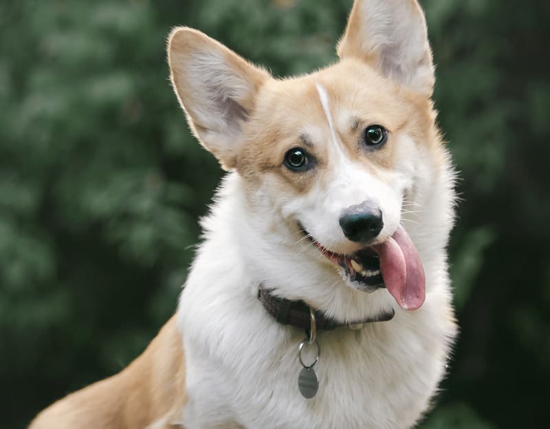 Specialists | The Animal Medical Center of Fort Oglethorpe | Fort Oglethorpe Speciality & Emergency Vet