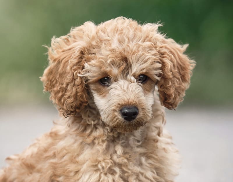 Specialists | The Animal Medical Center of Fort Oglethorpe | Fort Oglethorpe Speciality & Emergency Vet