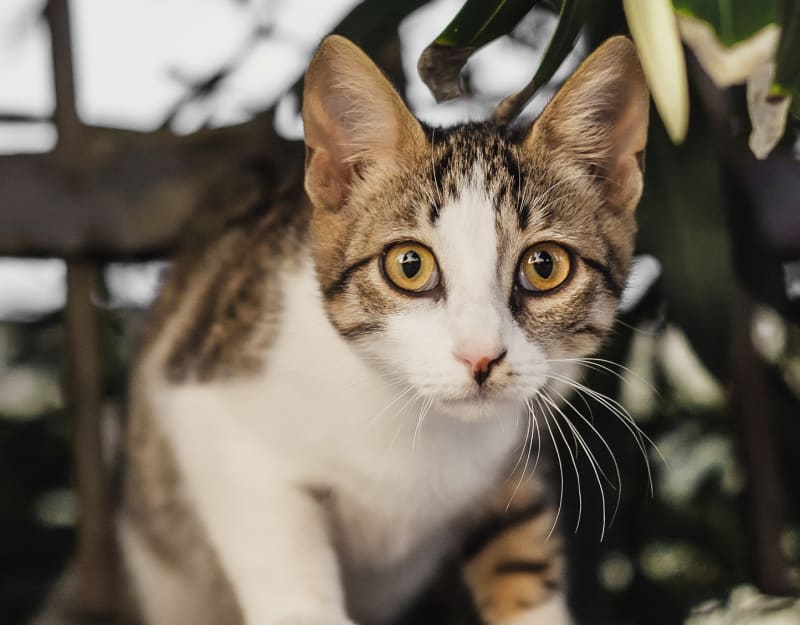 Specialists | The Animal Medical Center of Fort Oglethorpe | Fort Oglethorpe Speciality & Emergency Vet