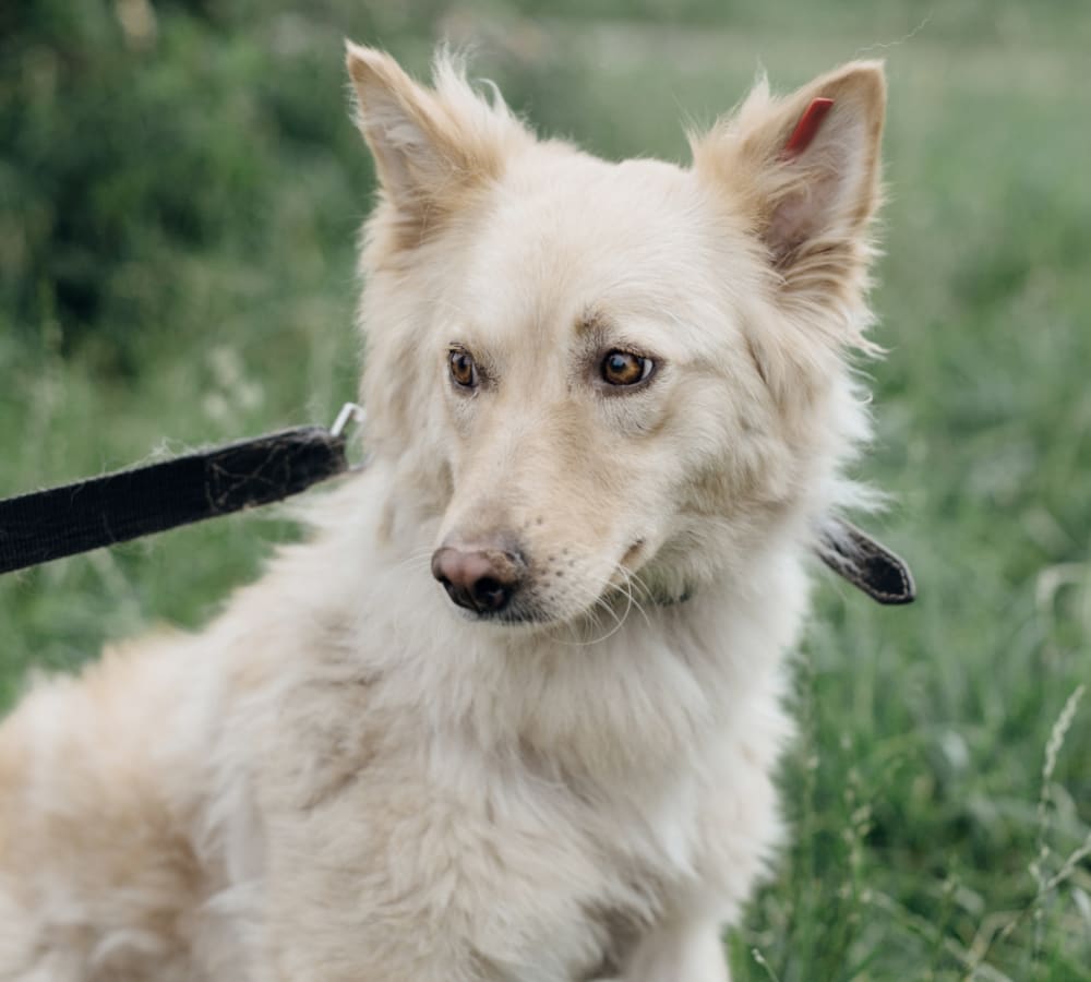 The Animal Medical Center of Fort Oglethorpe