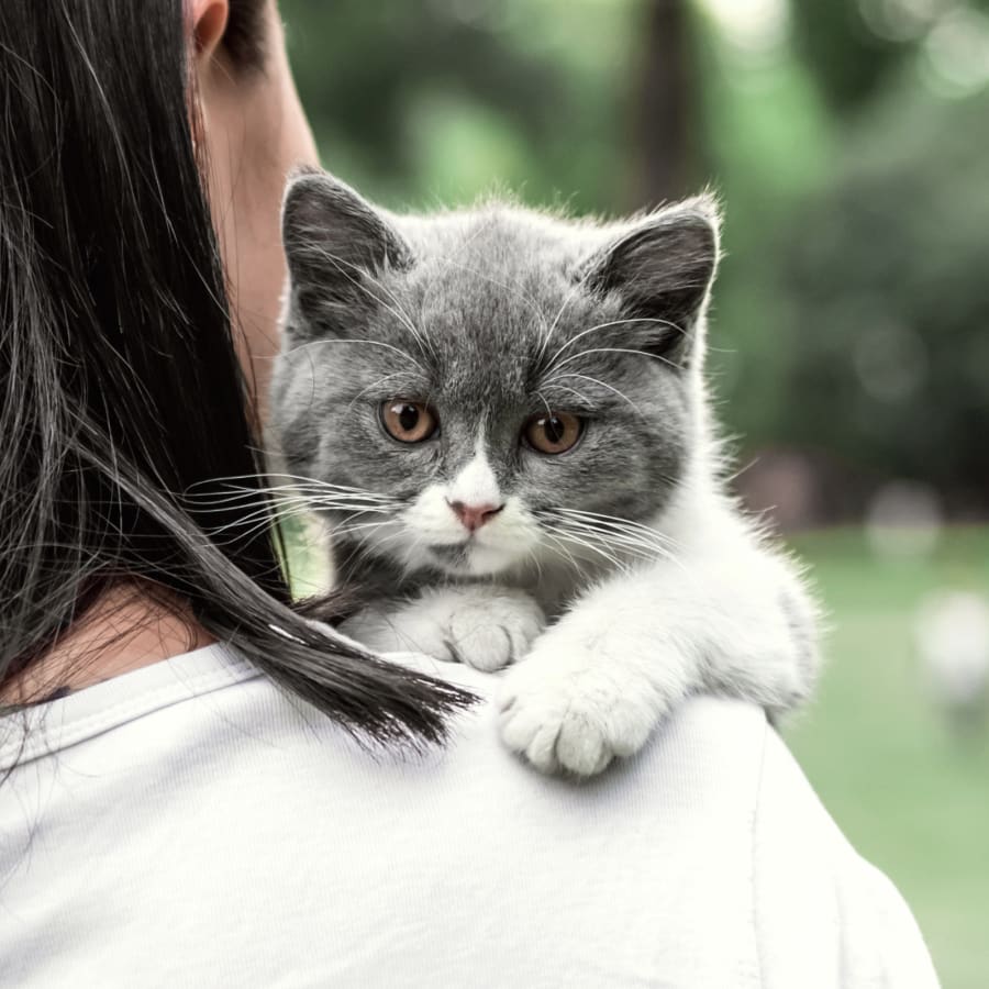 Puppies & Kittens, Fort Oglethorpe Veterinarians