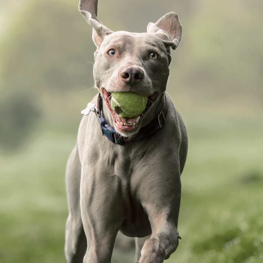 Dog Surgery, Fort Oglethorpe